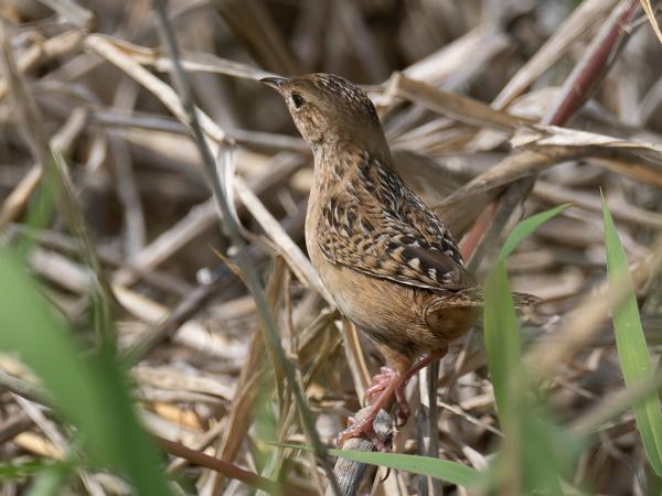 <h3><a href="/trips/orlando/biota/animalia/chordata/aves/040 passeriformes/099 troglodytidae/cistothorus platensis/cistothorus platensis-nl.html">Cistothorus&nbsp;platensis</a> / Sedge&nbsp;wren / Zeggewinterkoning</h3>OM-1 Mark II met M.300mm F4.0 + MC-14, 1/2000 sec  bij F5.6, ISO 500, afstand 7.20&nbsp;m
